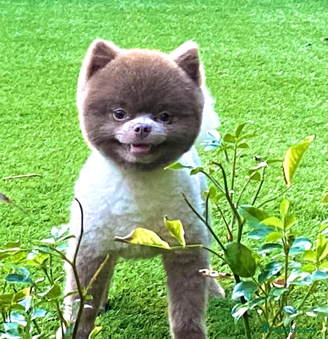 Pomeranian dogs for stud: Beautiful Lilac / Lavender Pomeranian at Stud in Luton - Advert 6