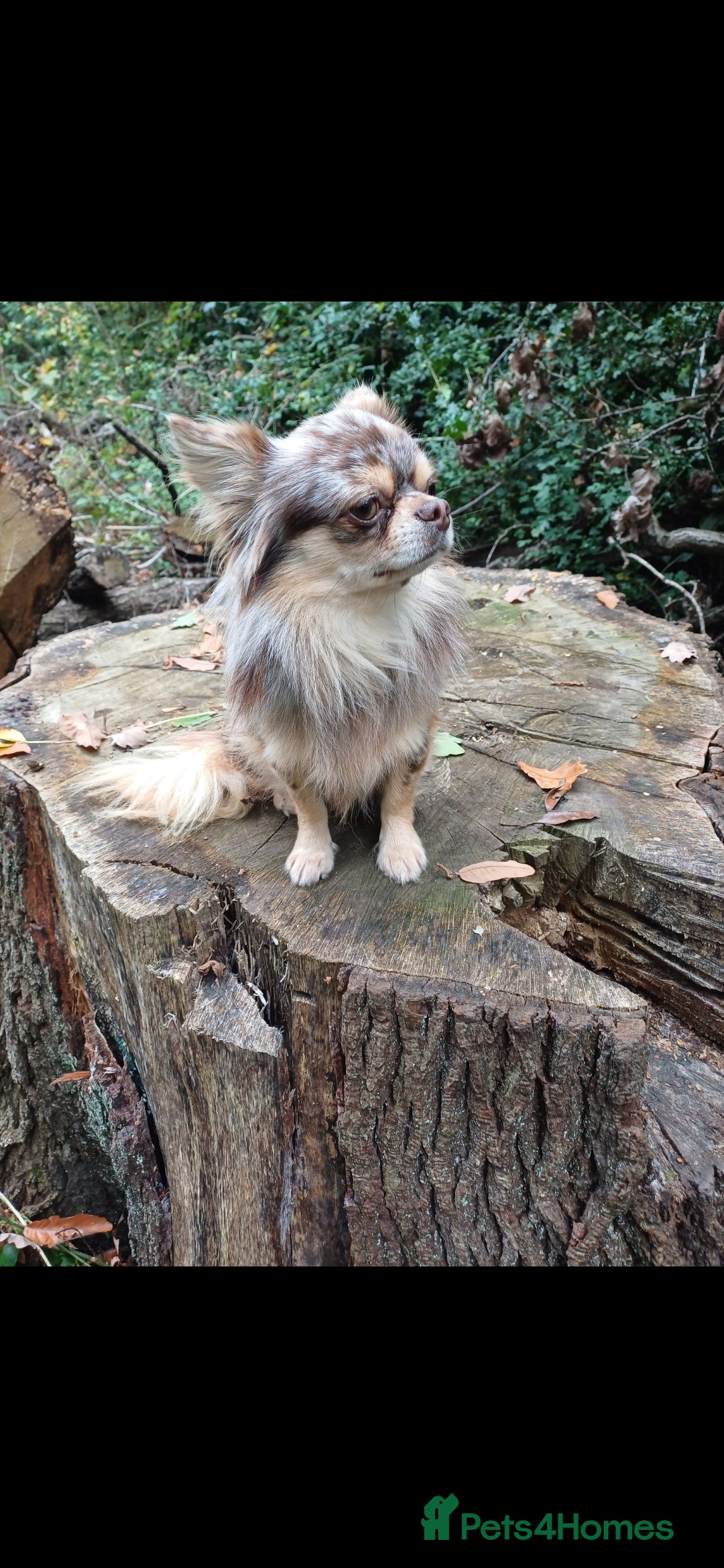 Chihuahua dogs for stud: MARLEY has arrived for stud🏆 k.c merle boy - Image 11