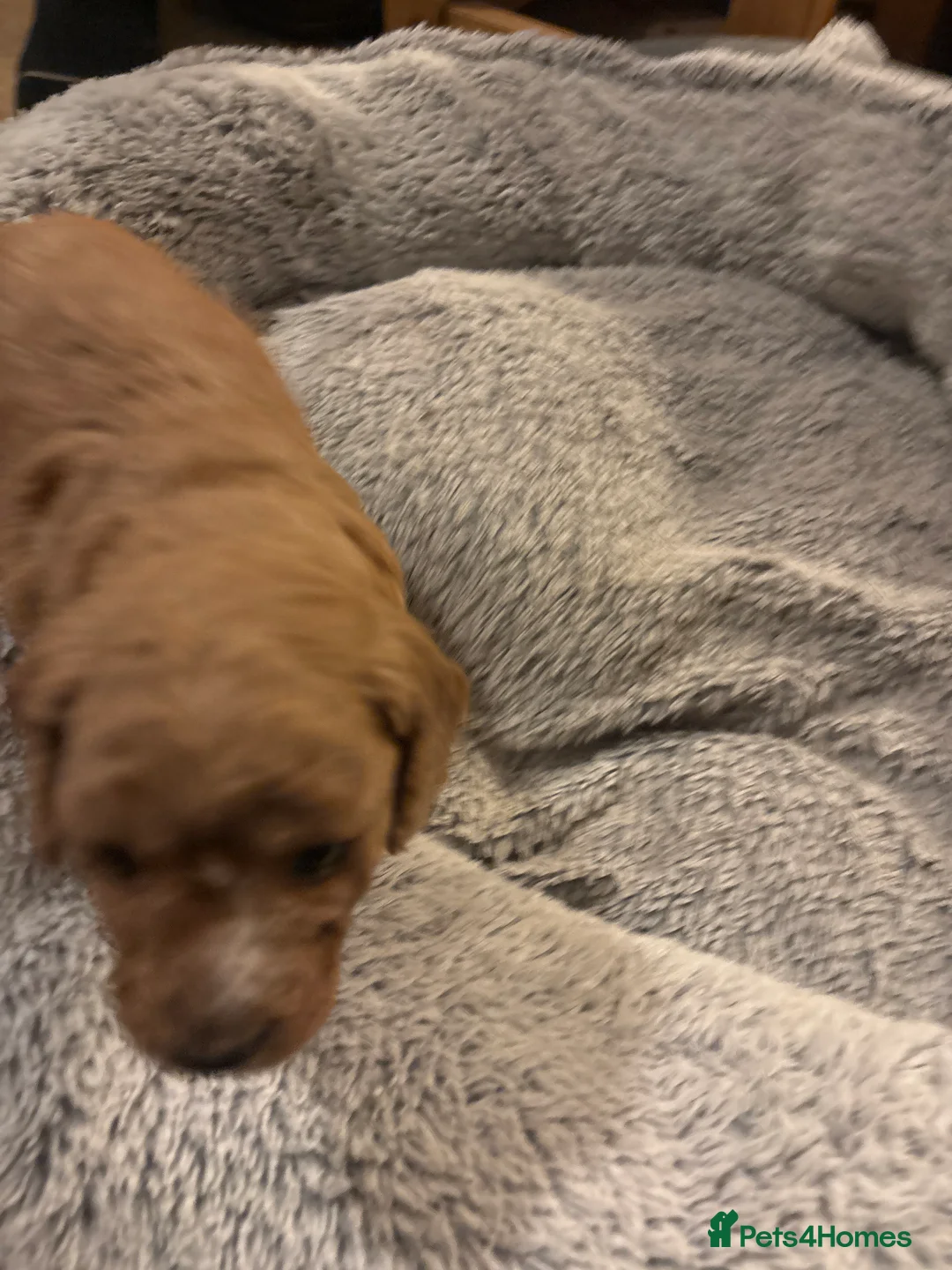 Mixed Breed dogs for sale: gorgeous cockacavapoochon for sale, !!LAST ONE!! - Advert 4