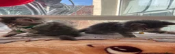 Maine Coon cats for sale: Maine coon kittens - Advert 3