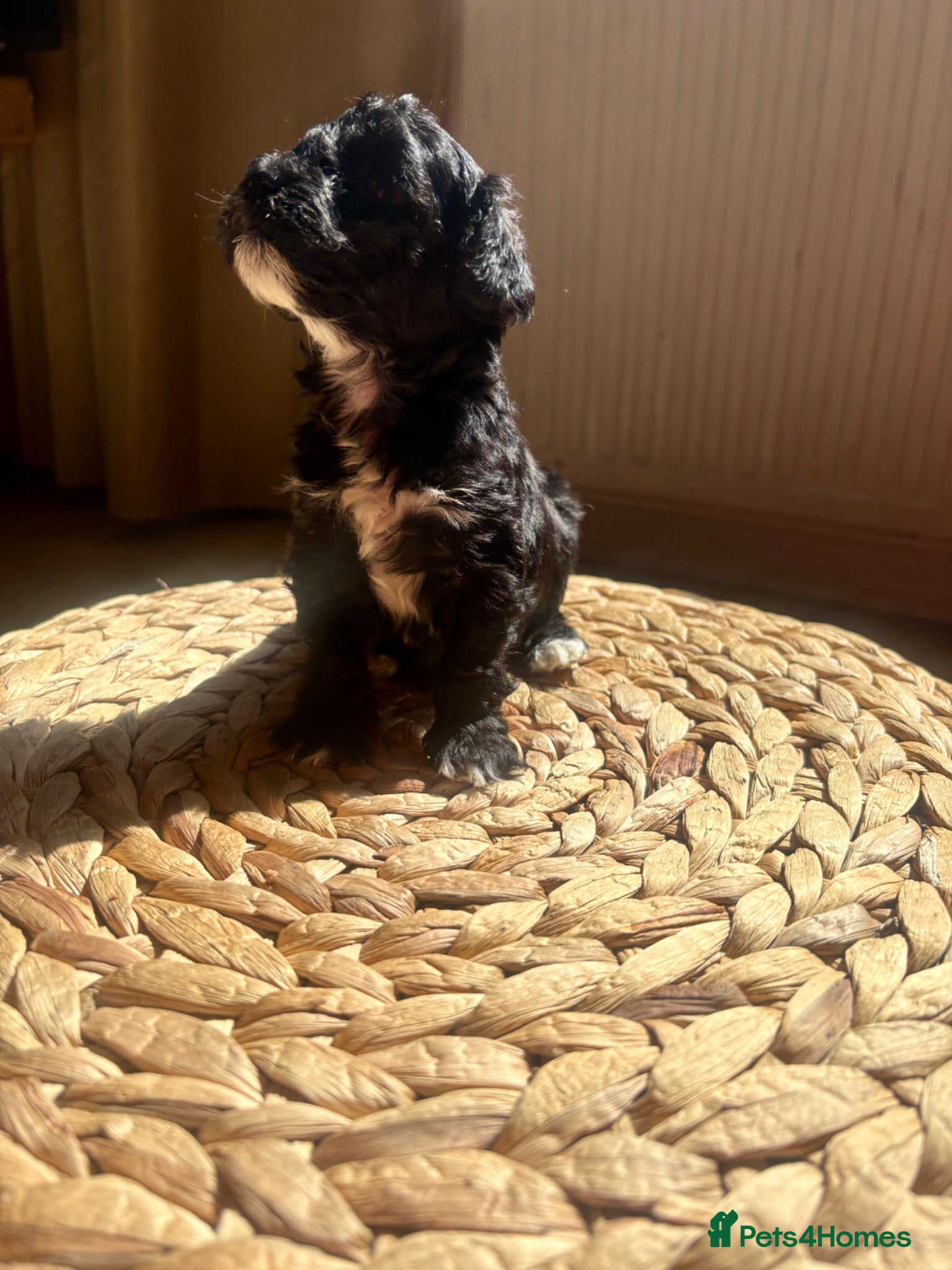 Lhasapoo dogs for sale: 2 beautiful girl lhasapoos  - Advert 1