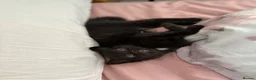 Domestic Shorthair cats for sale: Russian Blue × Bengal Mixed Kittens – 4 available - Advert 6