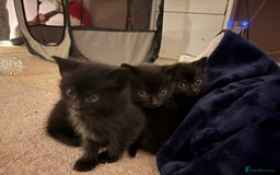 British Shorthair cats for sale: 3 beautiful black kittens for sale  - Advert 6