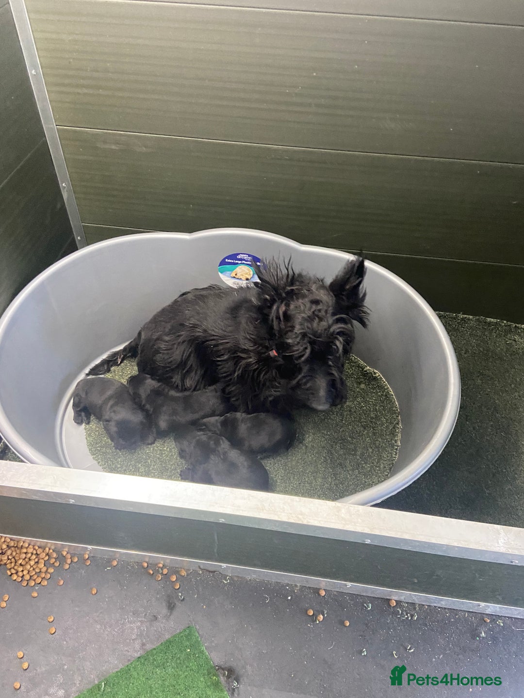Scottish Terrier dogs for sale: Adorable Scottish Terror o Puppies  - Advert 2