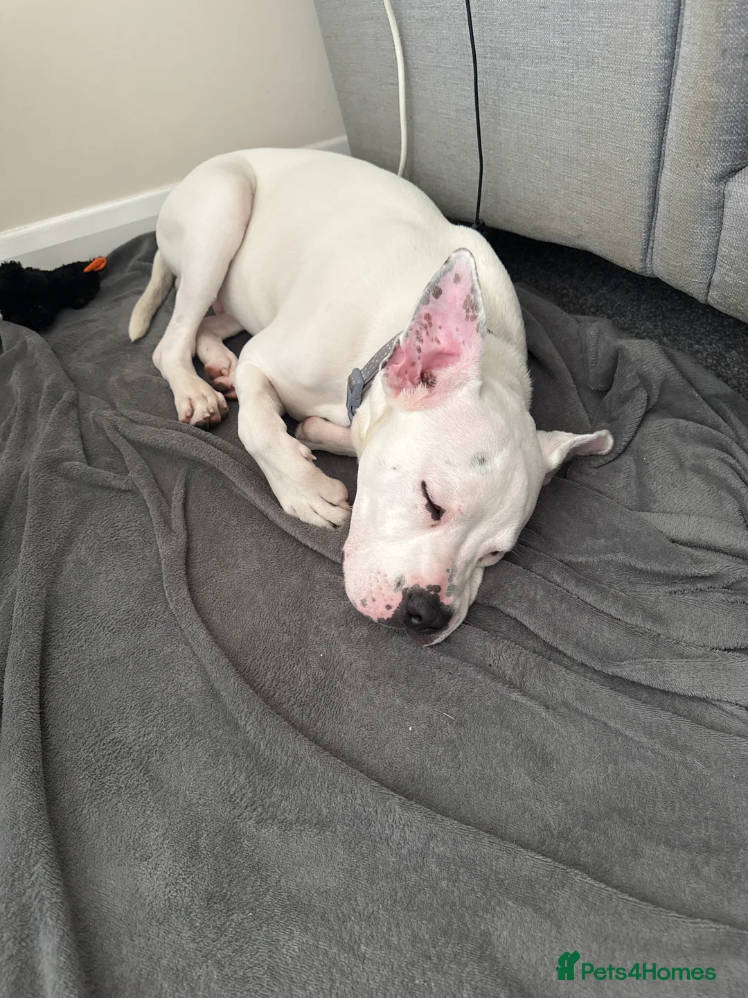 Mixed Breed dogs for sale: Staaff x American Bulldog - Advert 2
