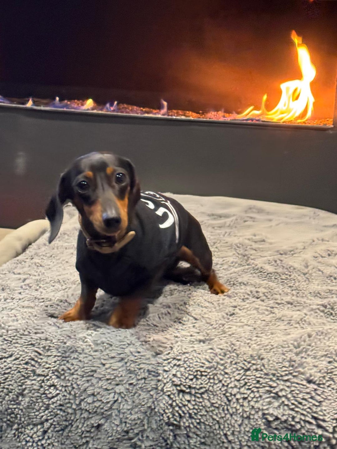 Miniature Dachshund dogs for sale: Adorable Miniture Dachshund  in Paignton - Image 10