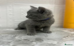 Russian Blue cats for sale: Russian Blu/British Blu - Image 18