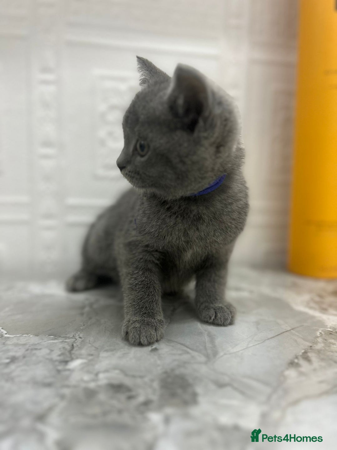 Russian Blue cats for sale: Russian Blu/British Blu - Image 18