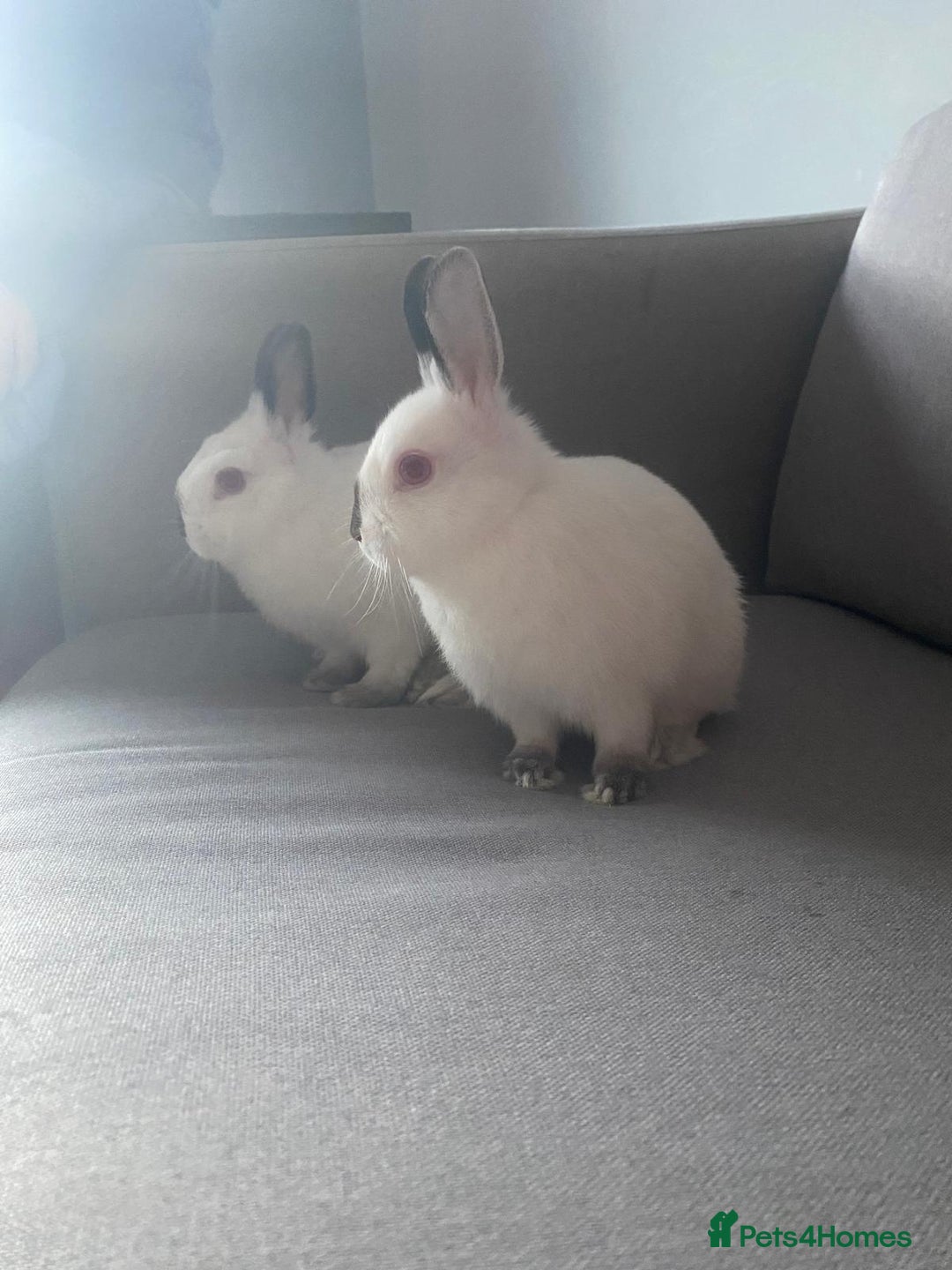 Netherland Dwarf rabbits for sale: 2 Netherlands dwarf bunnies for sale - Advert 3
