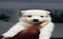 Pomsky dogs for sale: Pomsky Puppy - Image 14