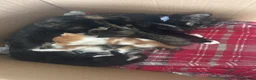 Mixed Breed cats for sale: 4 Kittens looking for a forever home  in Worcester - Advert 14