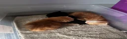 Mixed Breed cats for sale: 1 super fluffy ginger male kitten available  in Dagenham - Advert 3