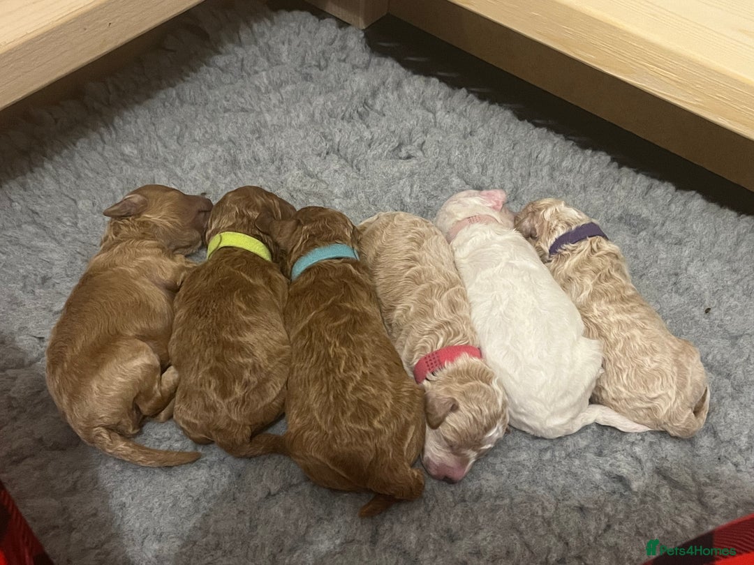 Poochon dogs for sale: Beautiful Poochon puppies for sale  - Advert 24