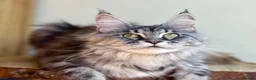 Maine Coon cats for sale: Beautiful Maine Coon females - Advert 9