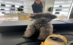 Mixed Breed dogs for sale: Puppies looking for a loving family  - Image 4