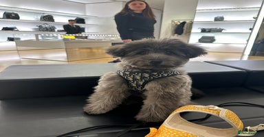 Mixed Breed dogs BORN now on 12th PICK UP 12 Jan - Advert 2