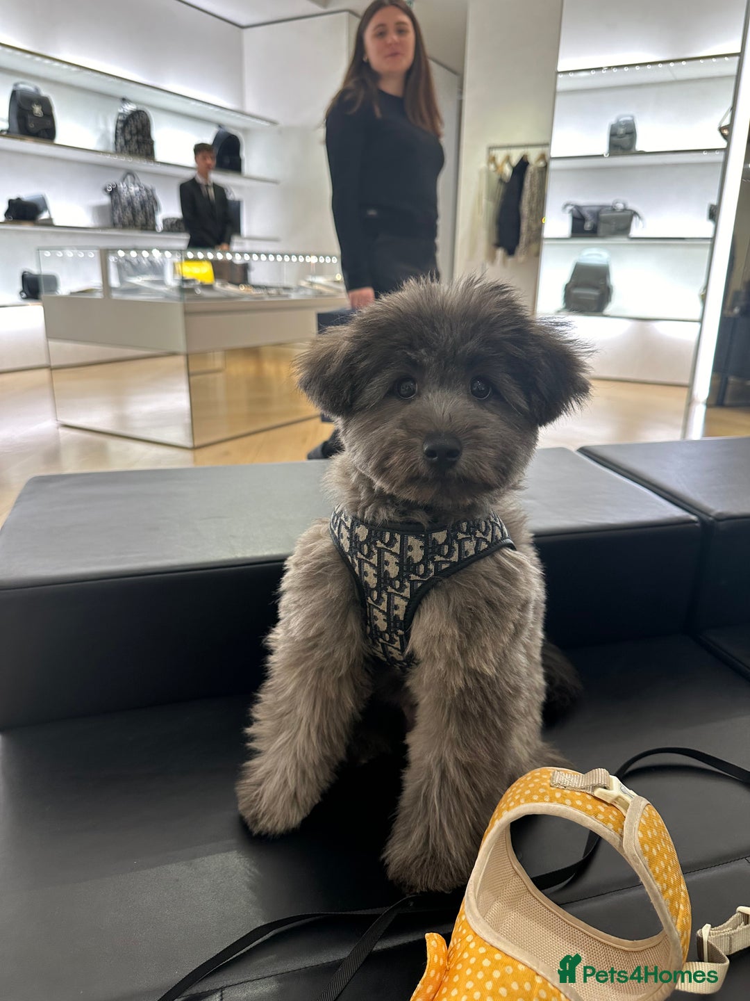 Mixed Breed dogs for sale: Puppies looking for a loving family  - Image 4