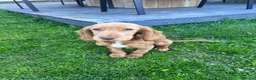 Cocker Spaniel dogs for sale: Red Working Cocker Spaniel - 6 months - Advert 1