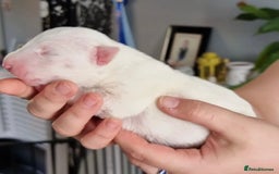 English Bull Terrier dogs for sale: English bull terrier puppies KC registered  - Image 11