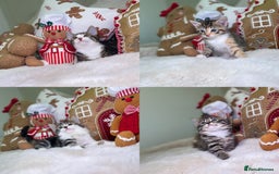 Mixed Breed cats for sale: Beautiful kittens 8 weeks old  - Advert 1