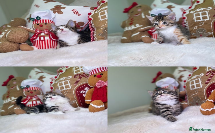 Mixed Breed cats Beautiful kittens 8 weeks old  - Advert 1