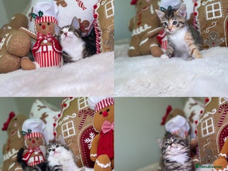 Mixed Breed cats Beautiful kittens 8 weeks old - Advert 3