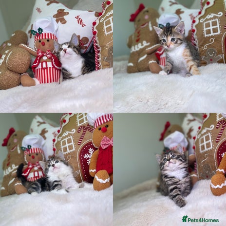 Mixed Breed cats Beautiful kittens 8 weeks old - Advert 1