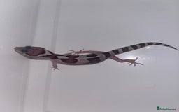 Leopard Gecko reptiles for sale: Baby leopard geckos for sale - Image 3