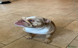 English Bulldog dogs for sale: English bulldog girl  - Image 4