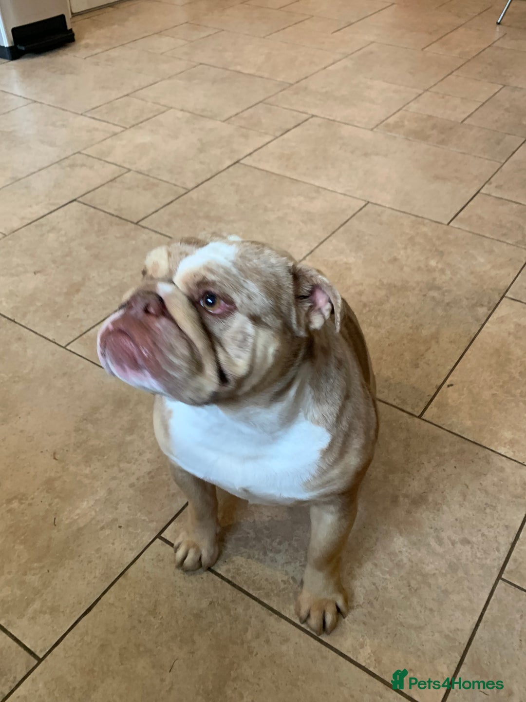 English Bulldog dogs for sale: English bulldog girl  - Image 4