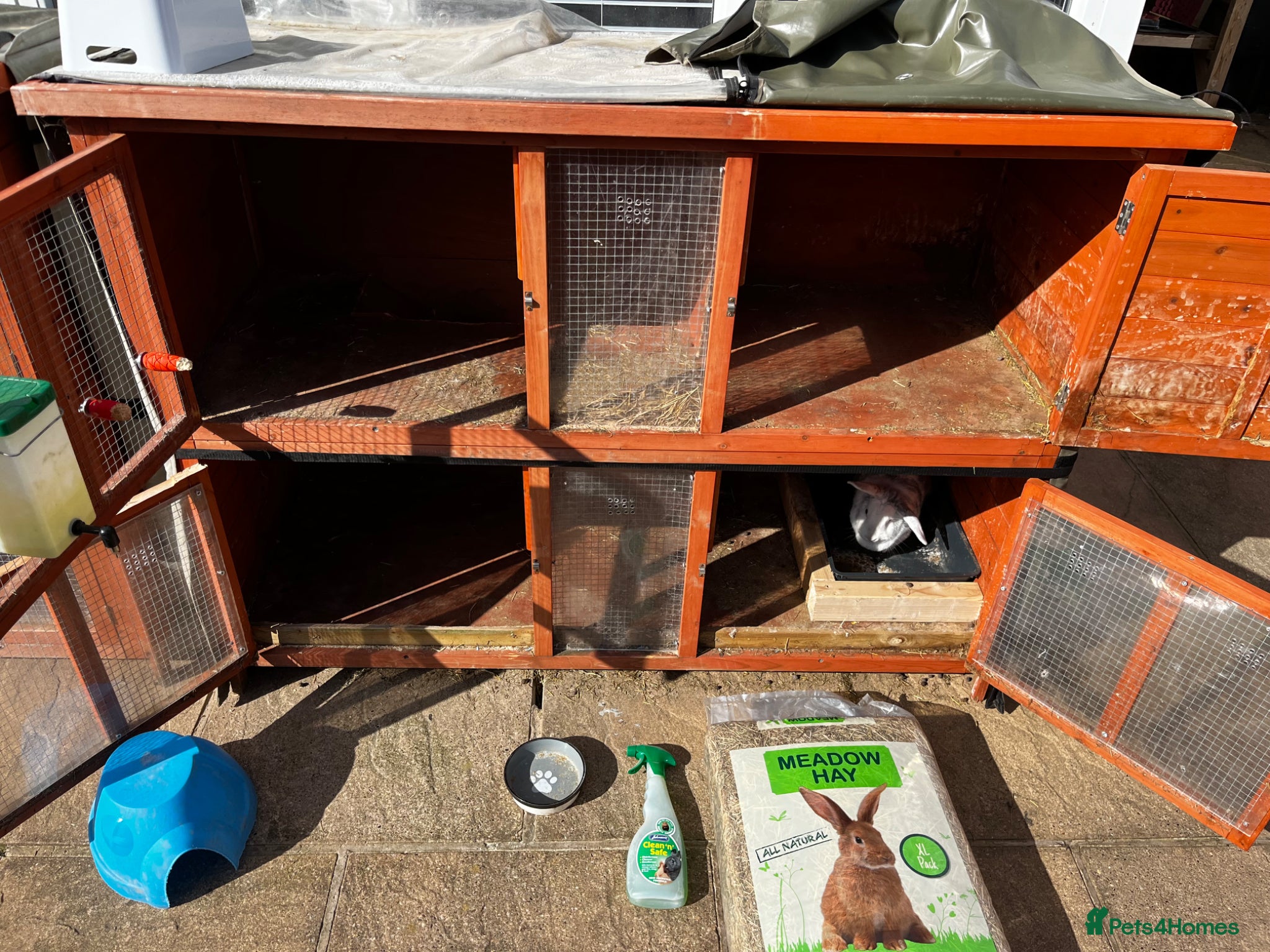 Mixed Breed rabbits Female rabbit for sale with hutch and accessories  - Advert 1