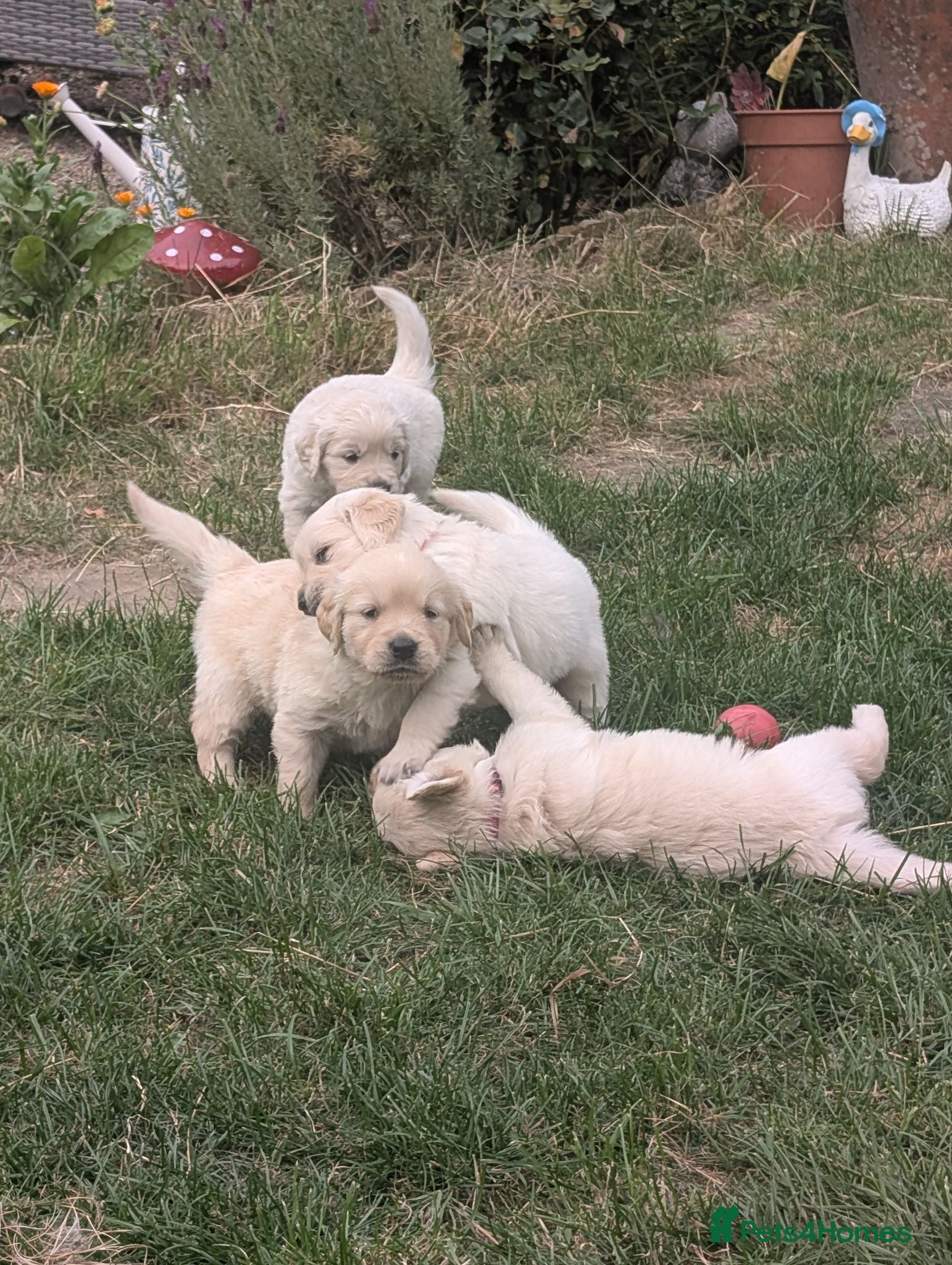 Golden Retriever dogs Adventure-Ready Golden Retriever Puppies 🐾 - Advert 7