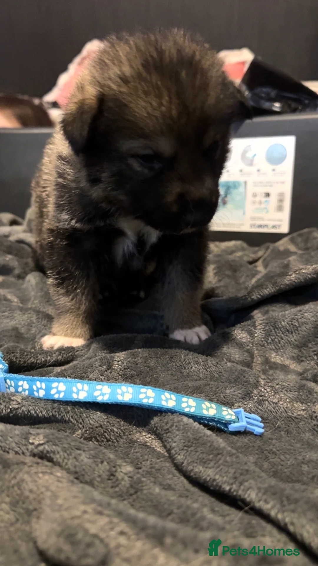 Shepsky dogs for sale: Husky cross German shepherd puppies - Advert 8