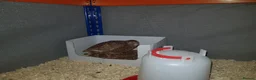 Quail poultry for sale: X3 Male quail for sale  - Advert 6