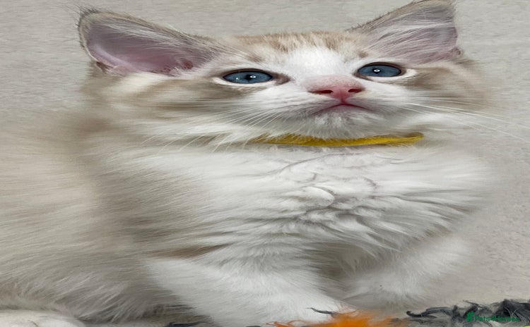 Ragdoll cats - Advert 9