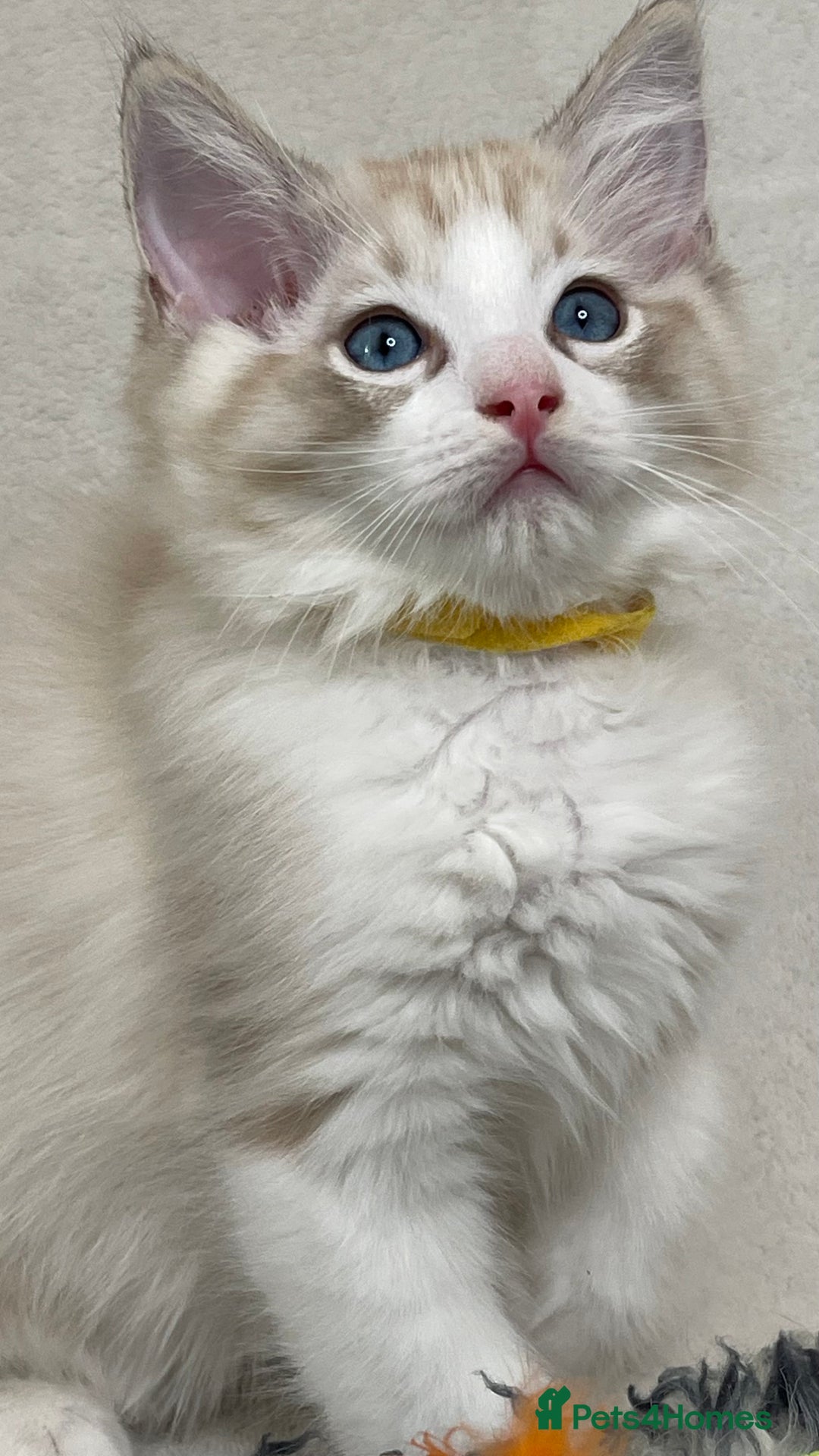Ragdoll cats for sale: Premium Ragdoll Kittens  Beautiful TICA Registered - Image 14