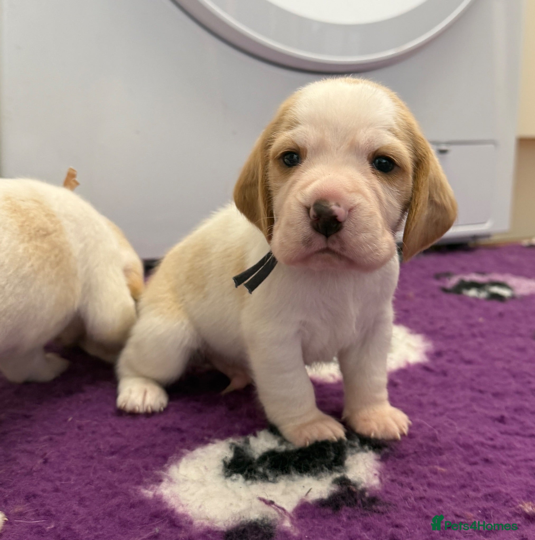 Beagle dogs Health Tested & Kennel Club Registered Beagle Pups - Advert 2