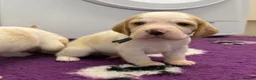 Beagle dogs for sale: Health Tested & Kennel Club Registered Beagle Pups - Advert 10