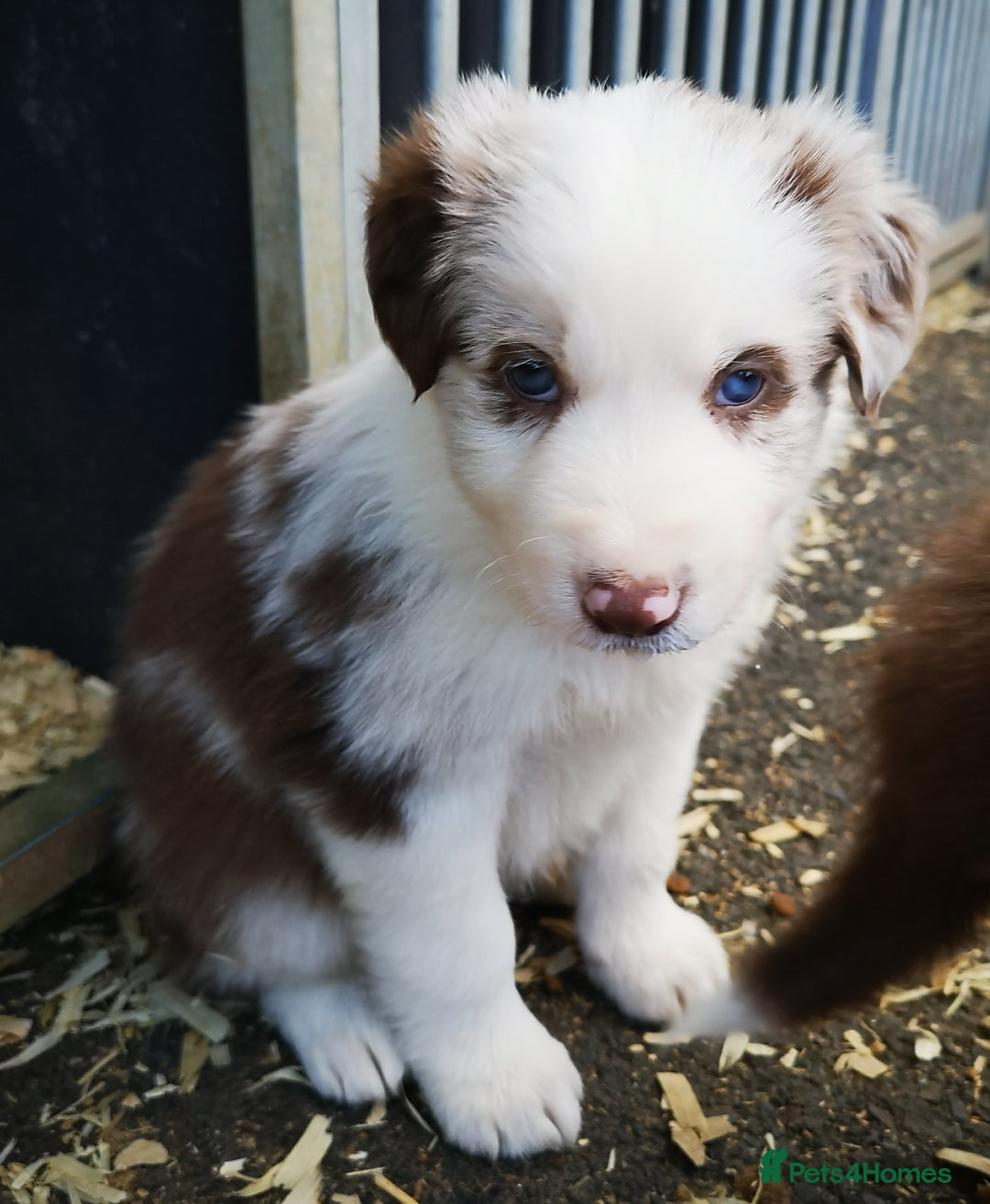 Border Collie dogs for sale: Stunning Fluffy Border Collies Puppies for Sale - Image 6