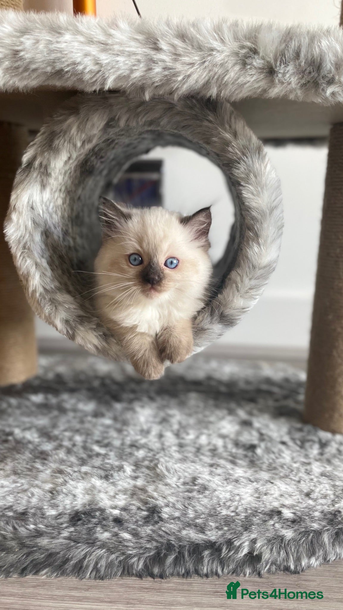 Ragdoll cats Ragdoll males for sale  - Advert 4