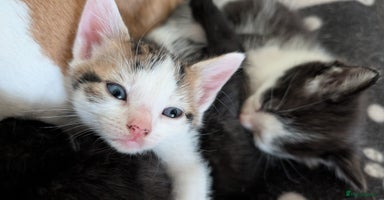 British Shorthair cats - Advert 6
