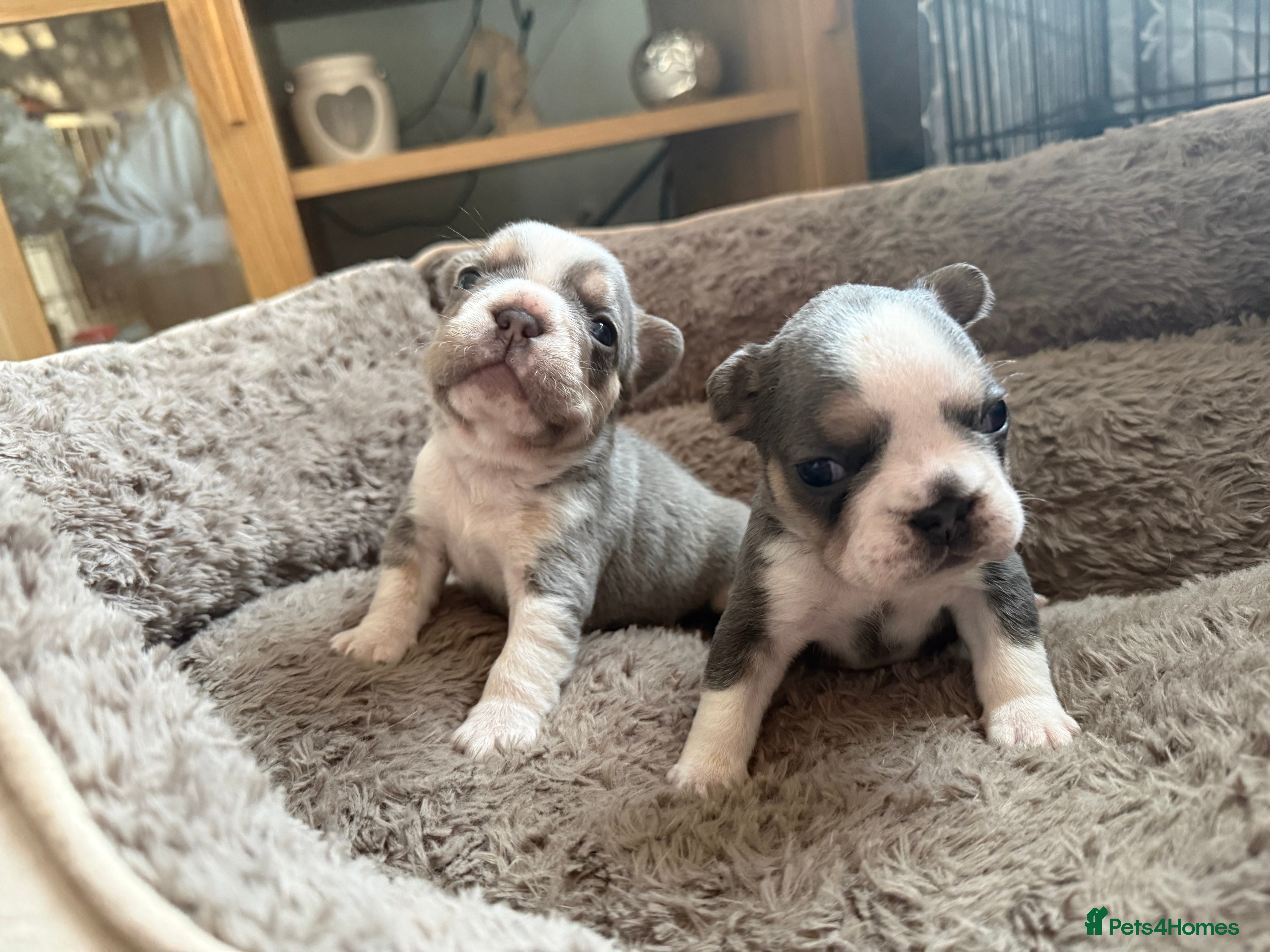French Bulldog dogs Beautiful KC reg French Bulldog puppies - Advert 6