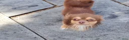 Chihuahua dogs for stud: Kc registered chocolate and tan long haired stud - Advert 2