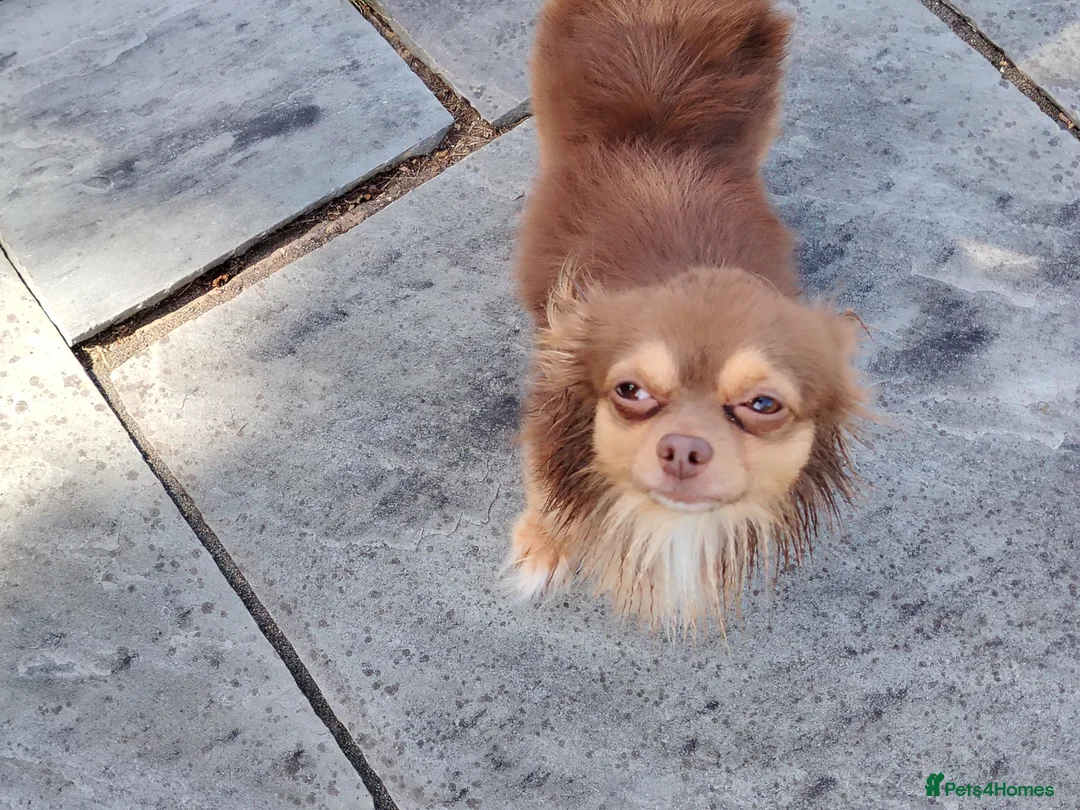 Chihuahua dogs for stud: Kc registered chocolate and tan long haired stud - Advert 2