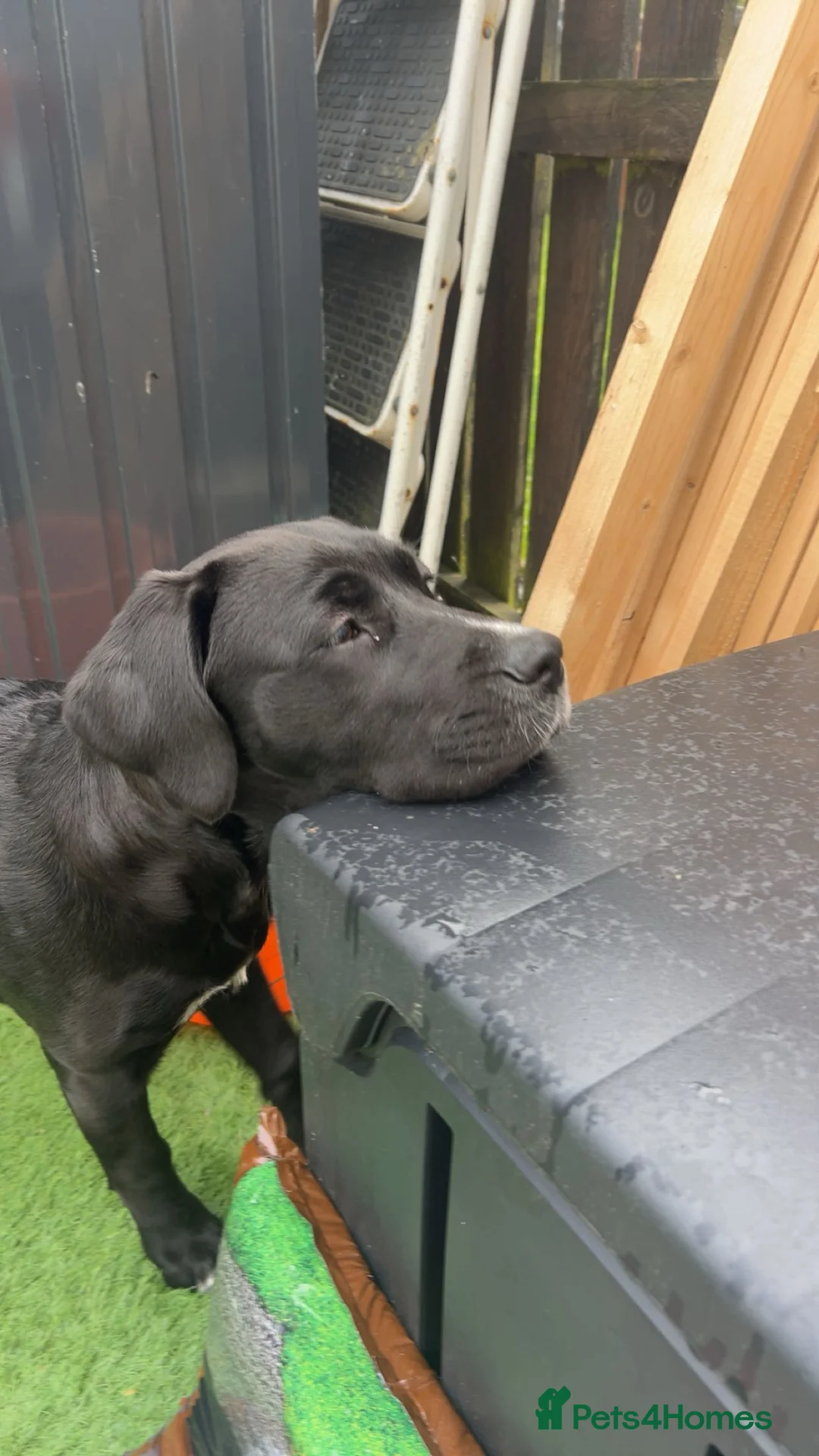 Mixed Breed dogs for sale: Beautiful cane corso x lab female - Advert 2