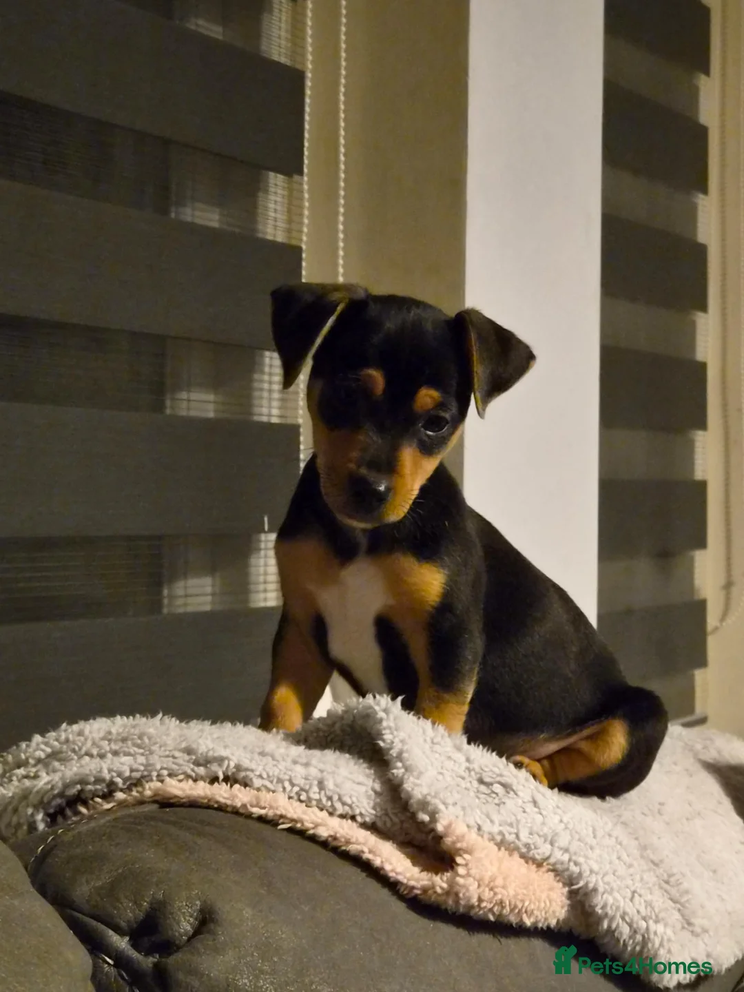 Jack Russell dogs for sale: Jack russell puppies - Advert 1