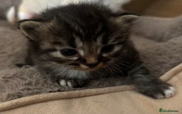 Mixed Breed cats for sale: 3 male fluffy kittens for sale - Image 9