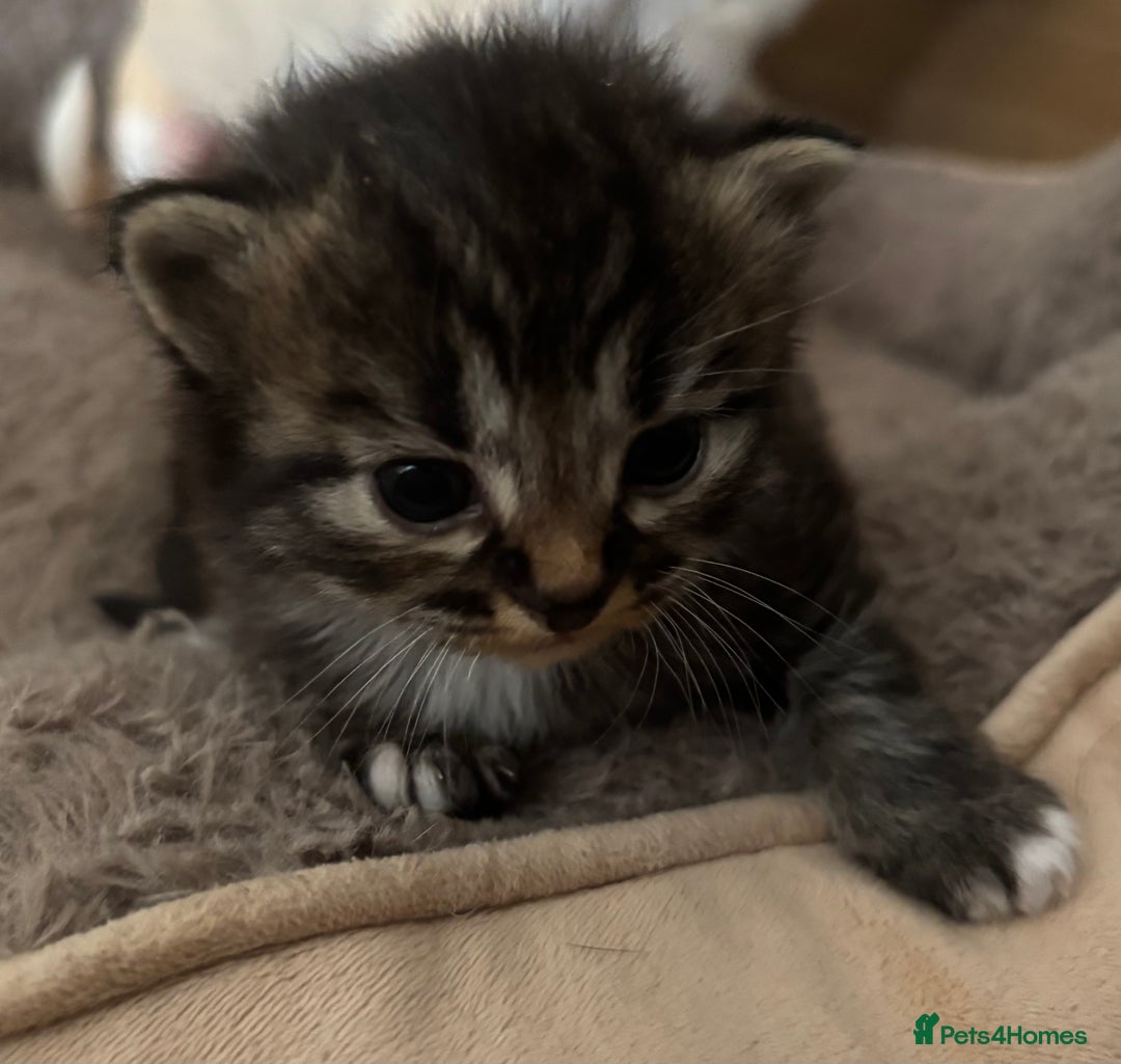 Mixed Breed cats for sale: 3 male fluffy kittens for sale - Image 9
