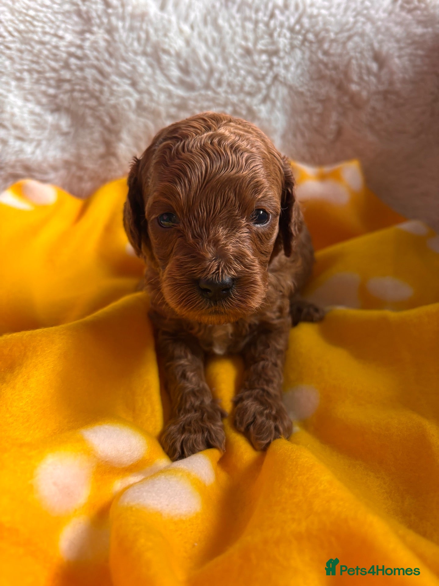 Cavapoo dogs for sale: A Gorgeous litter of Cavapoo puppies  - Advert 16