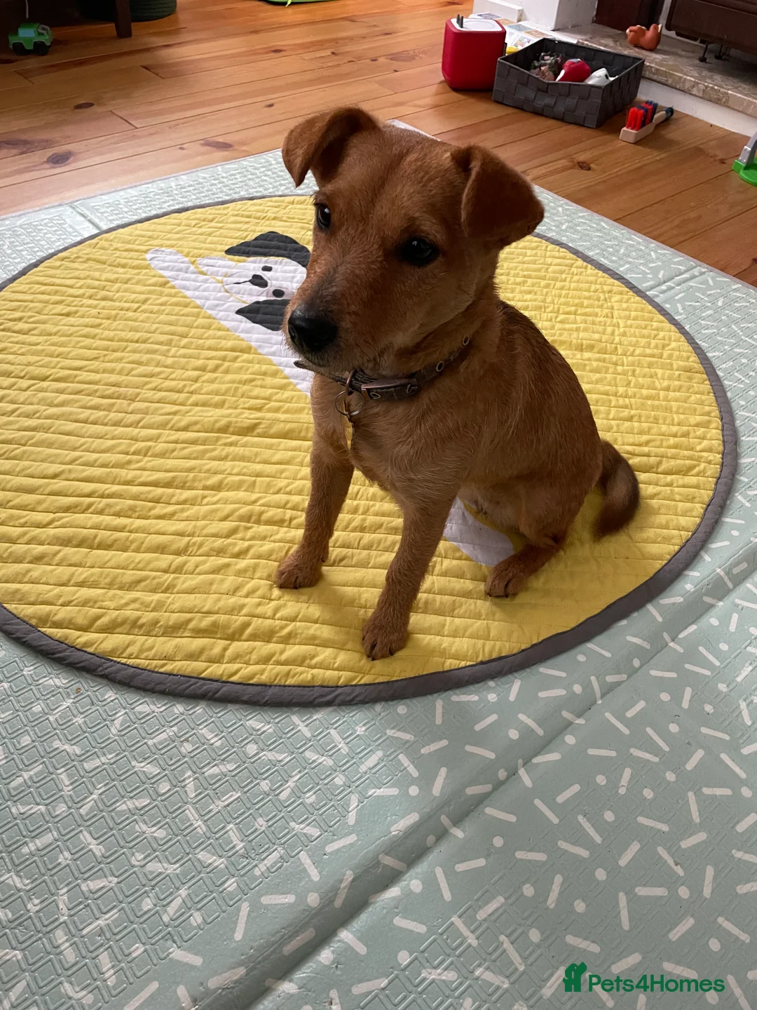 Mixed Breed dogs for sale: 9month old puppy in Saint Helens - Advert 1